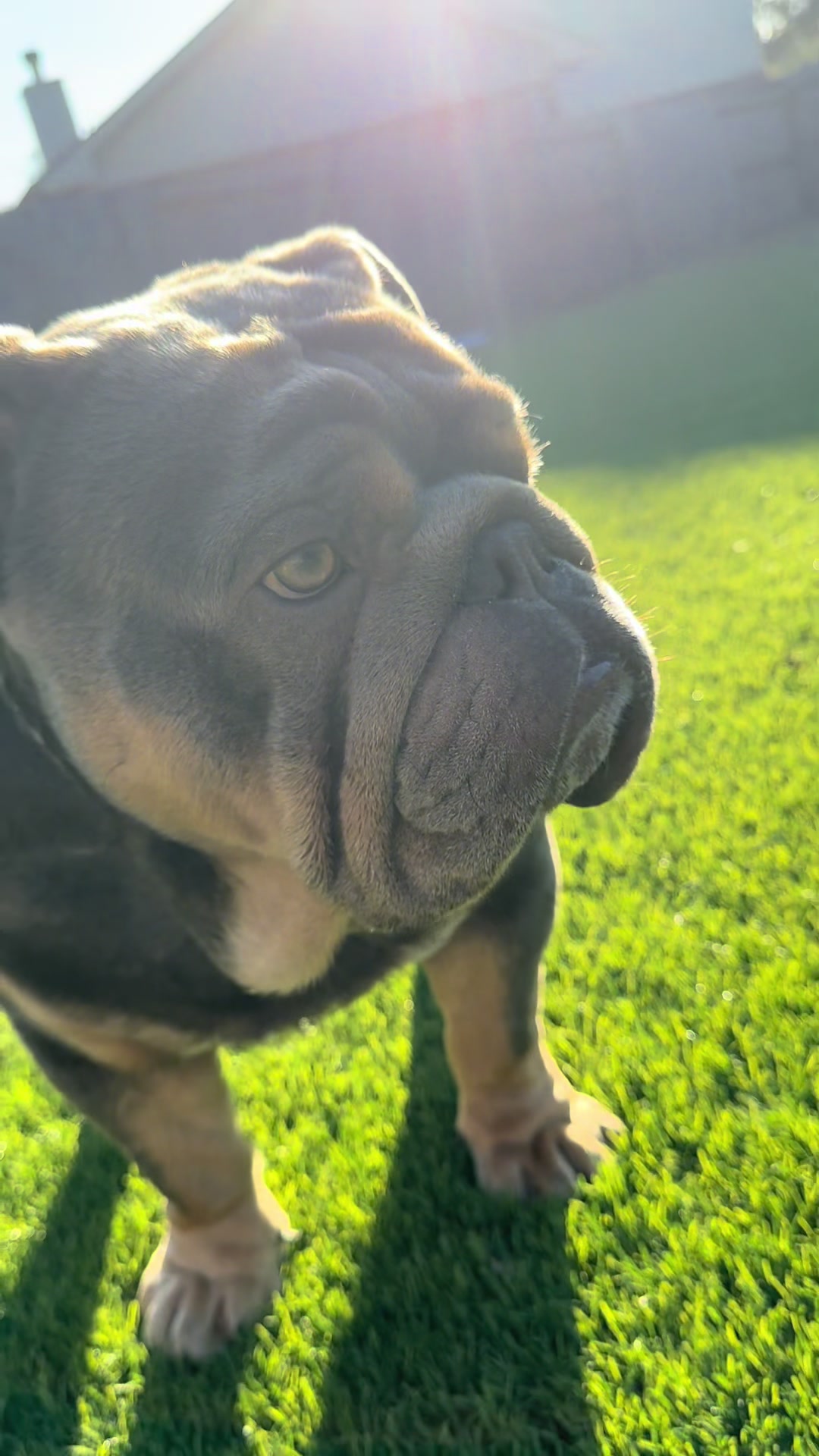 @RawlsTheBulldog