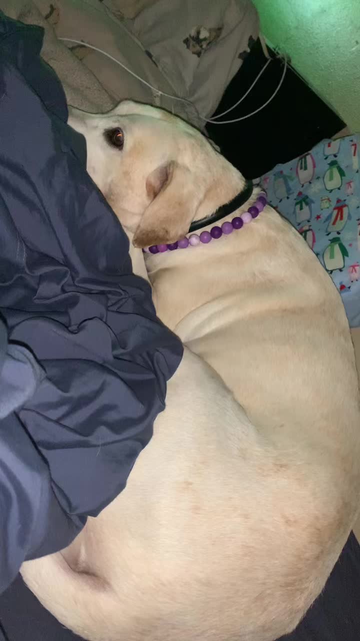 @Service_dog_Lexi