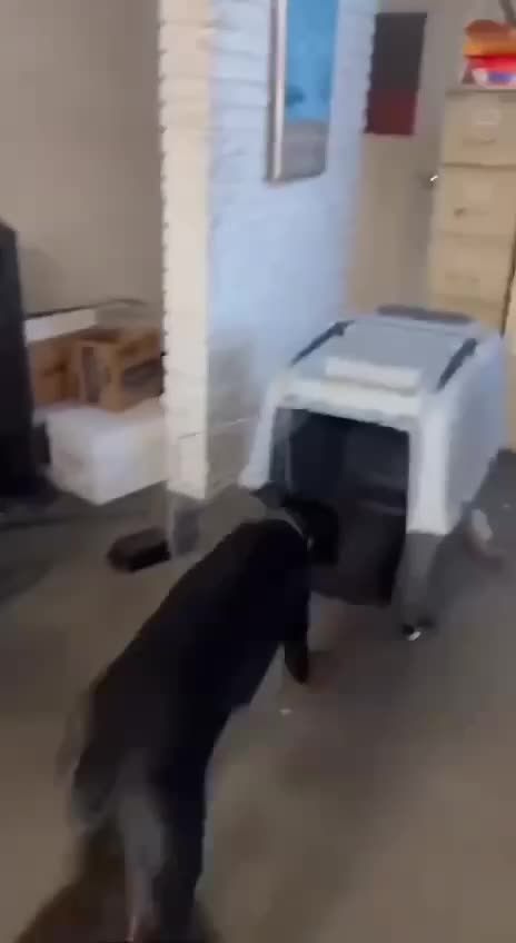 @Charlee The Cane Corso