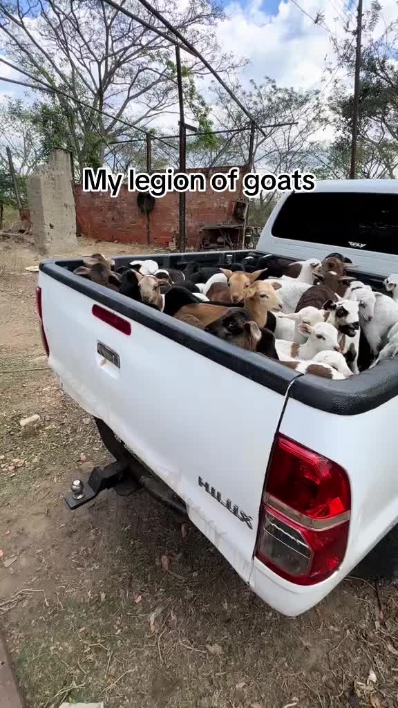 @dillondang
