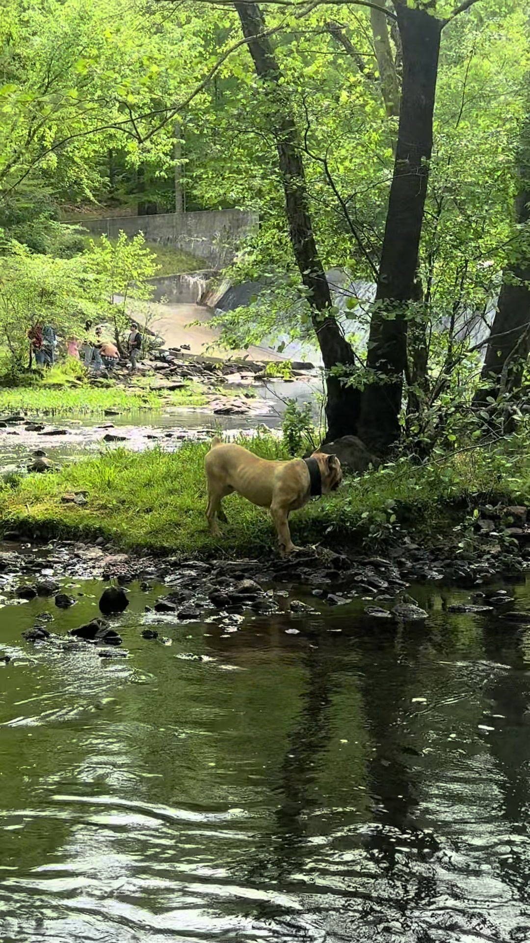 @Irongates Canecorso
