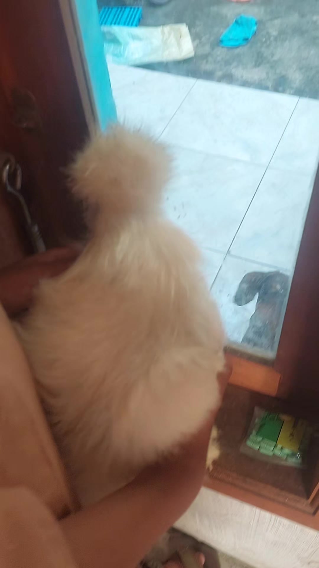 @Cileunyi Rabbit
