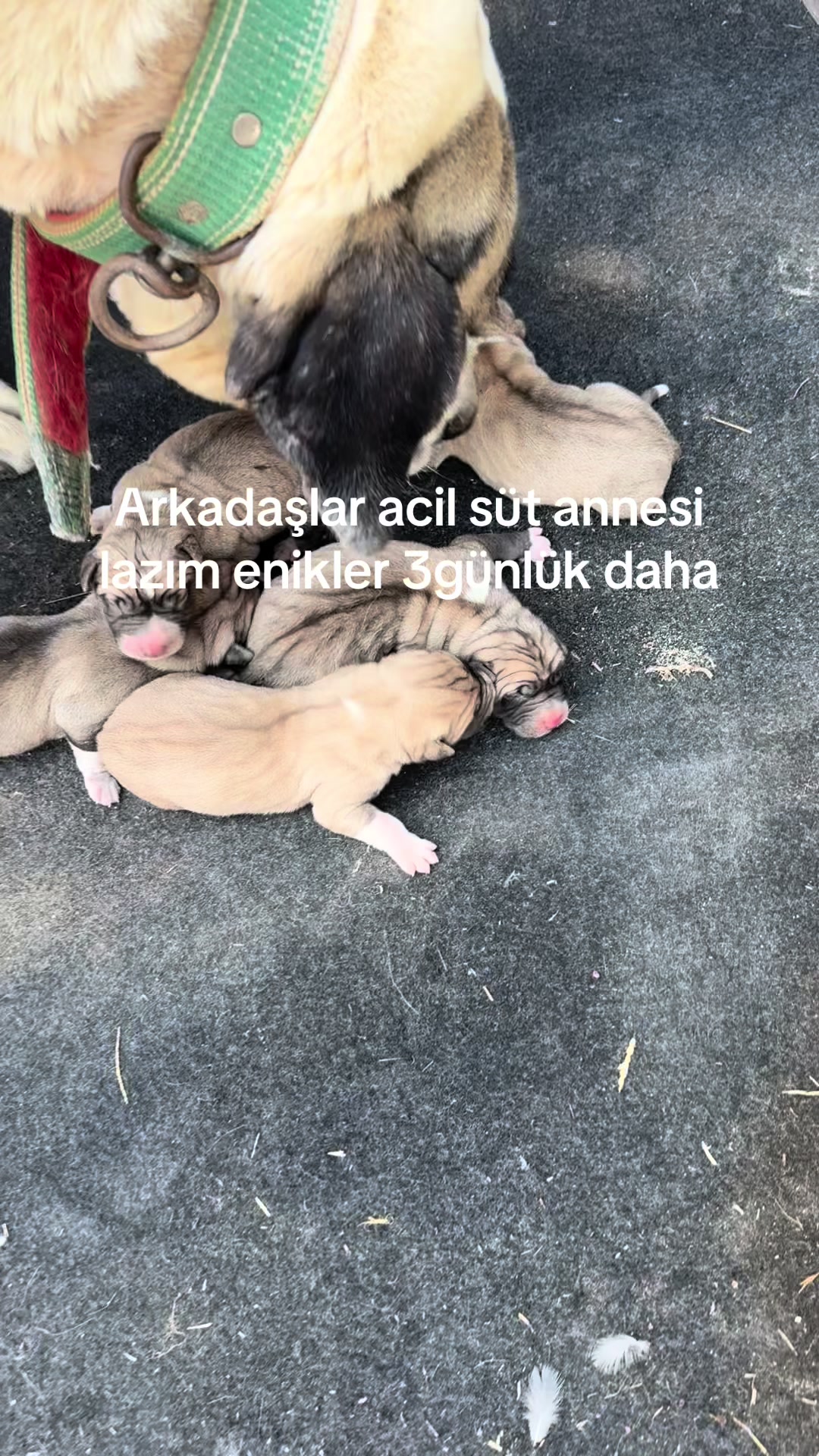 @Muhammet Demir246