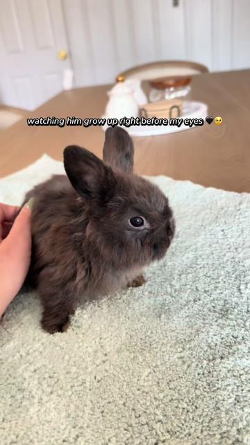 @julesandbuns