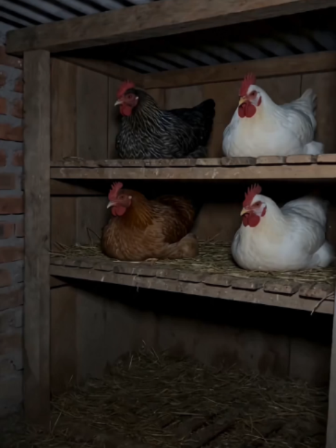 @NutsyFarm