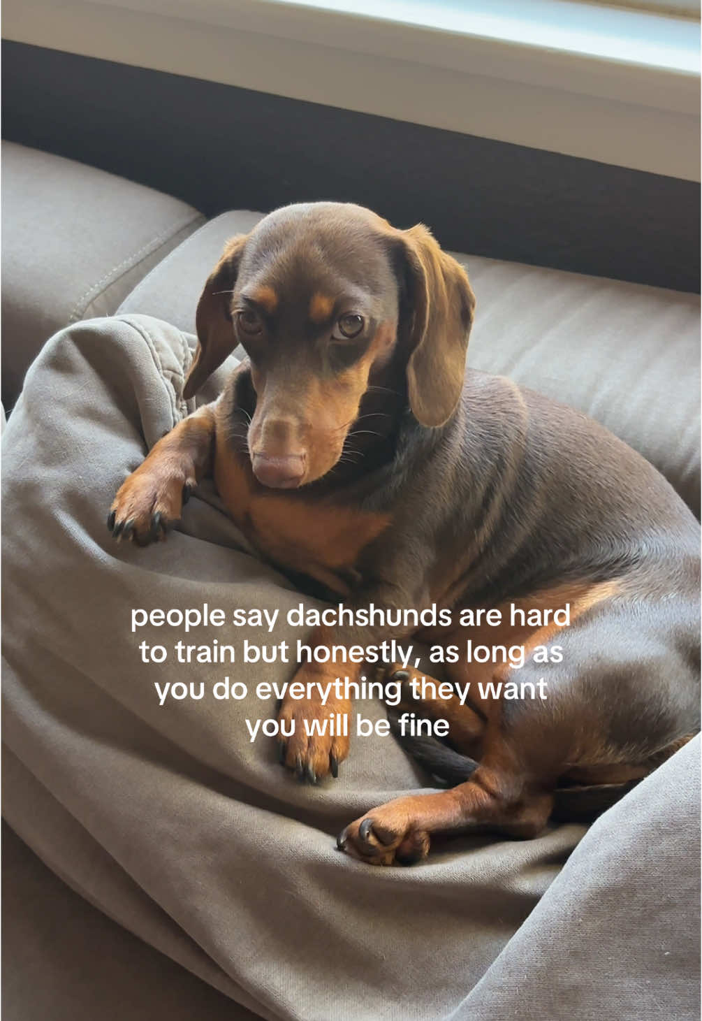 @rhubarb the doggo