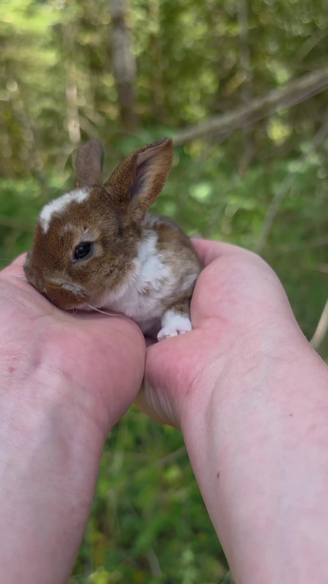 @Darling Rabbitry