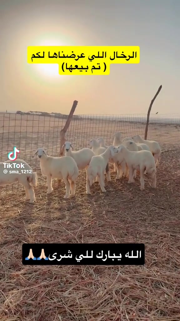 @mohamed_ksa0