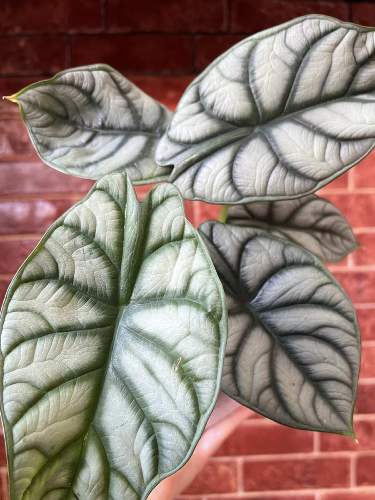 @🌱🪴 رانيا بوبكر 🪴🌱