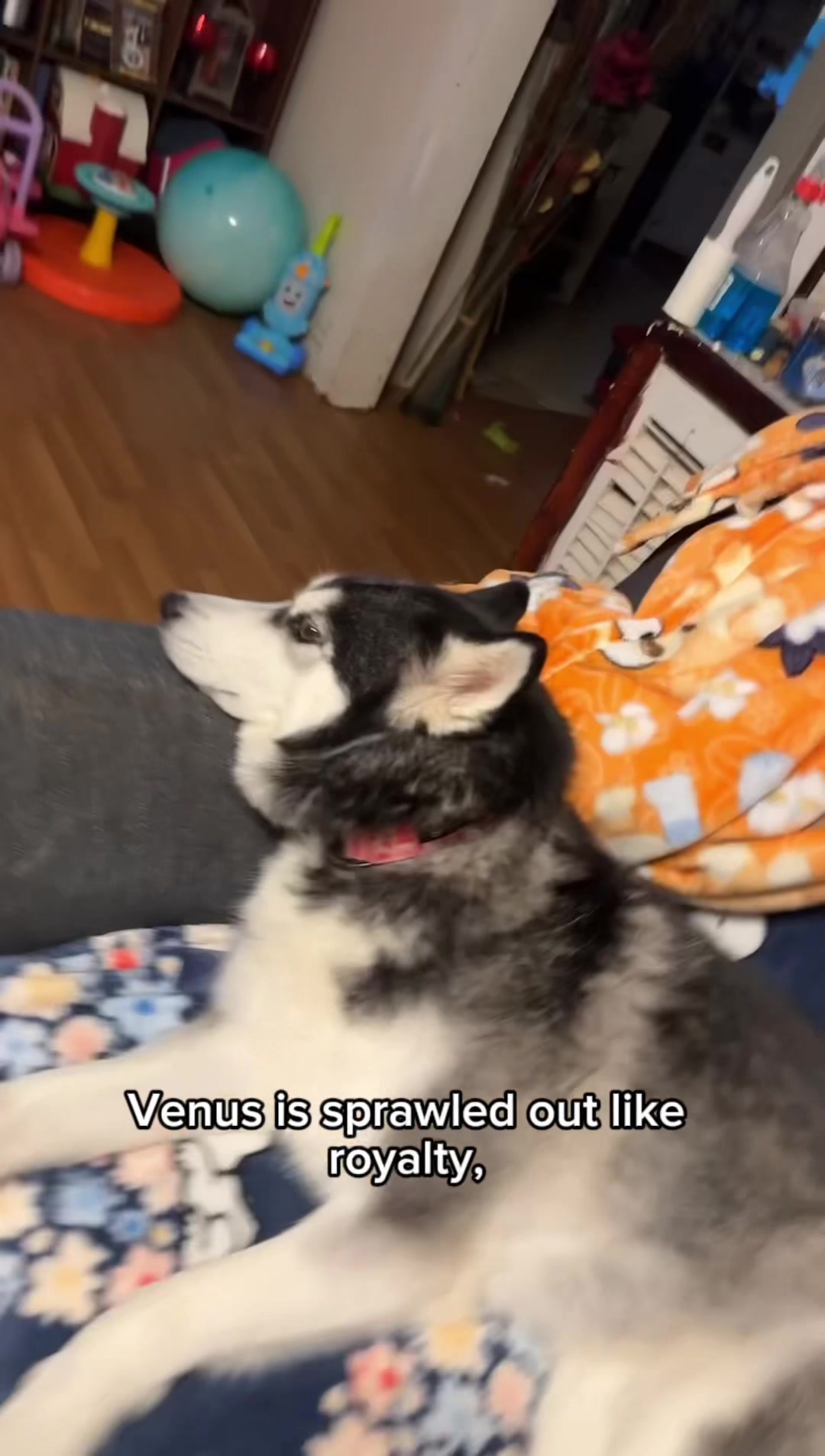 @FourHuskyteers