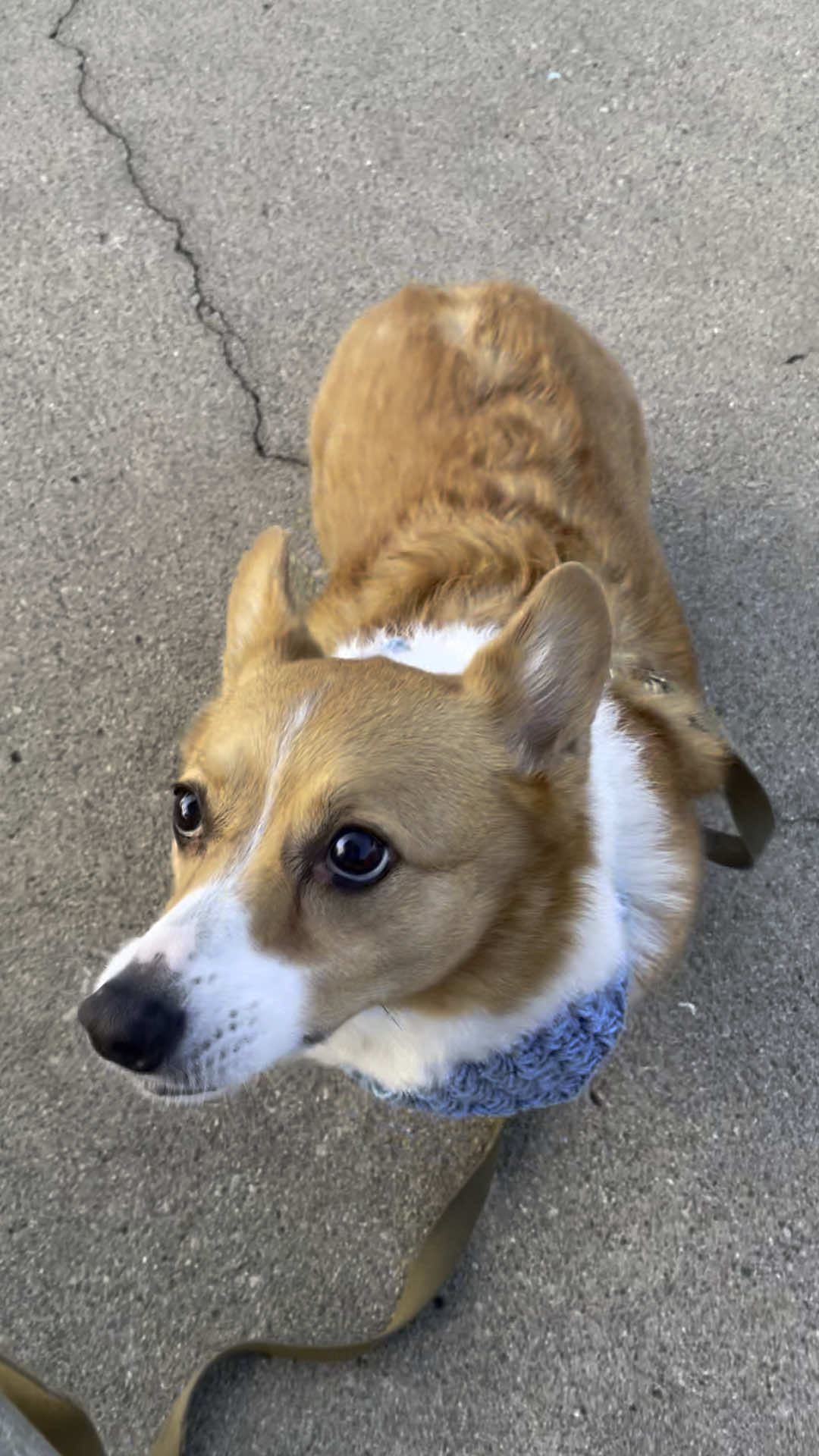 @Charlie the Corgi
