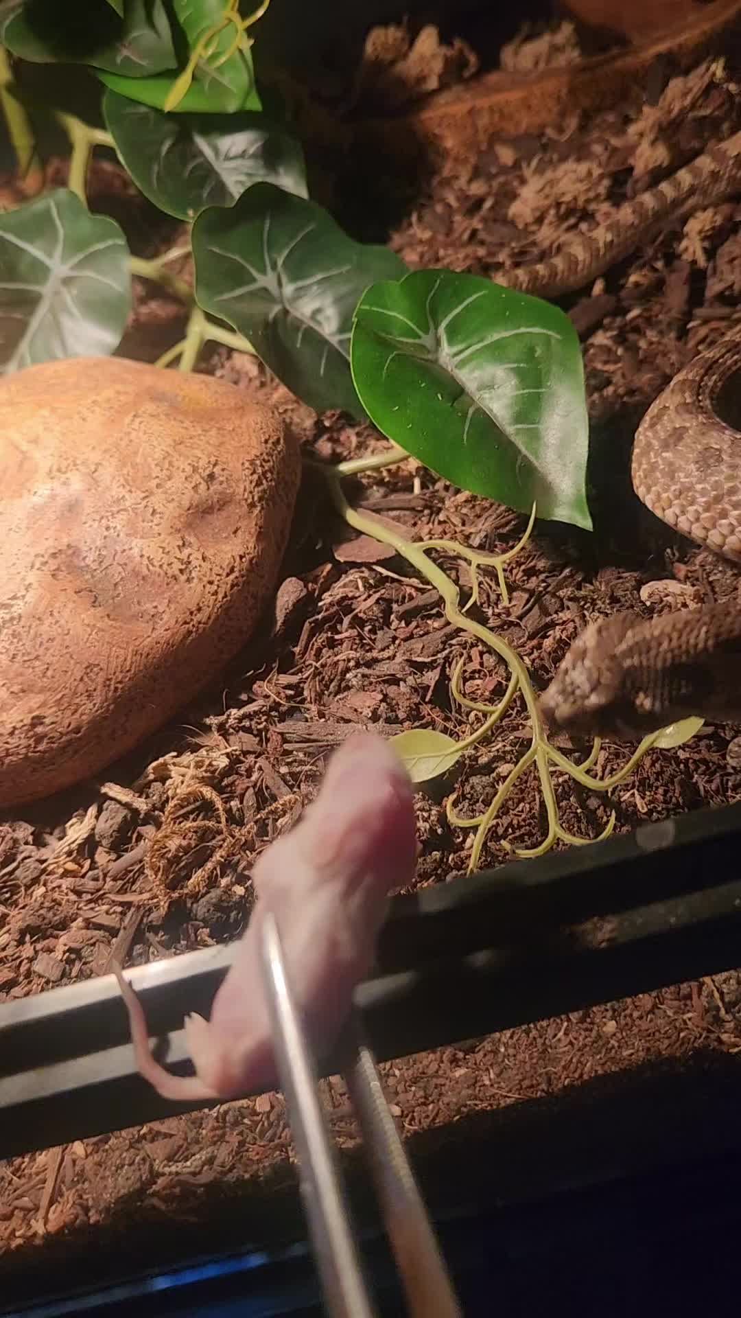 @Ballard’s Reptiles