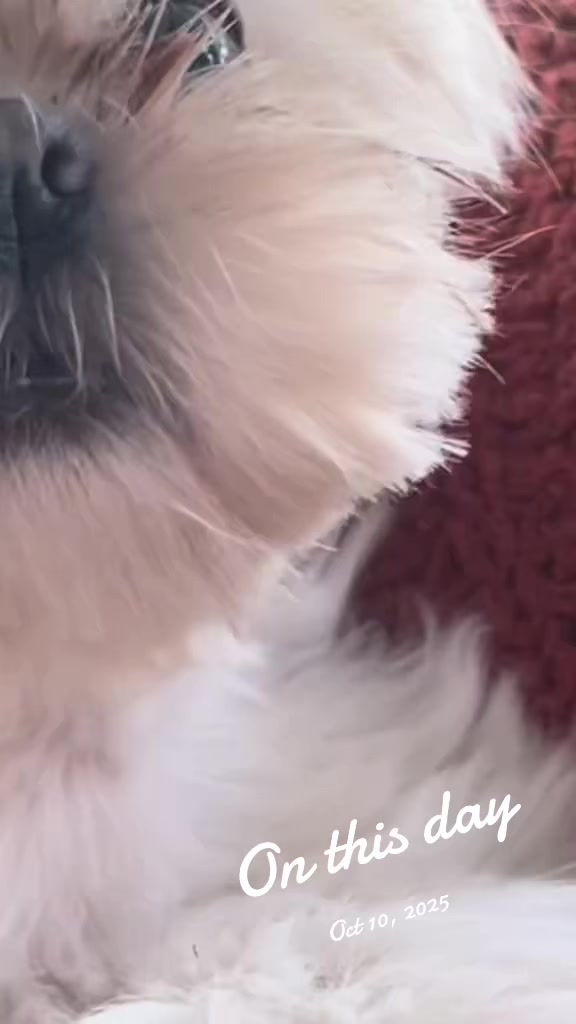 @Twilight Shih Tzu