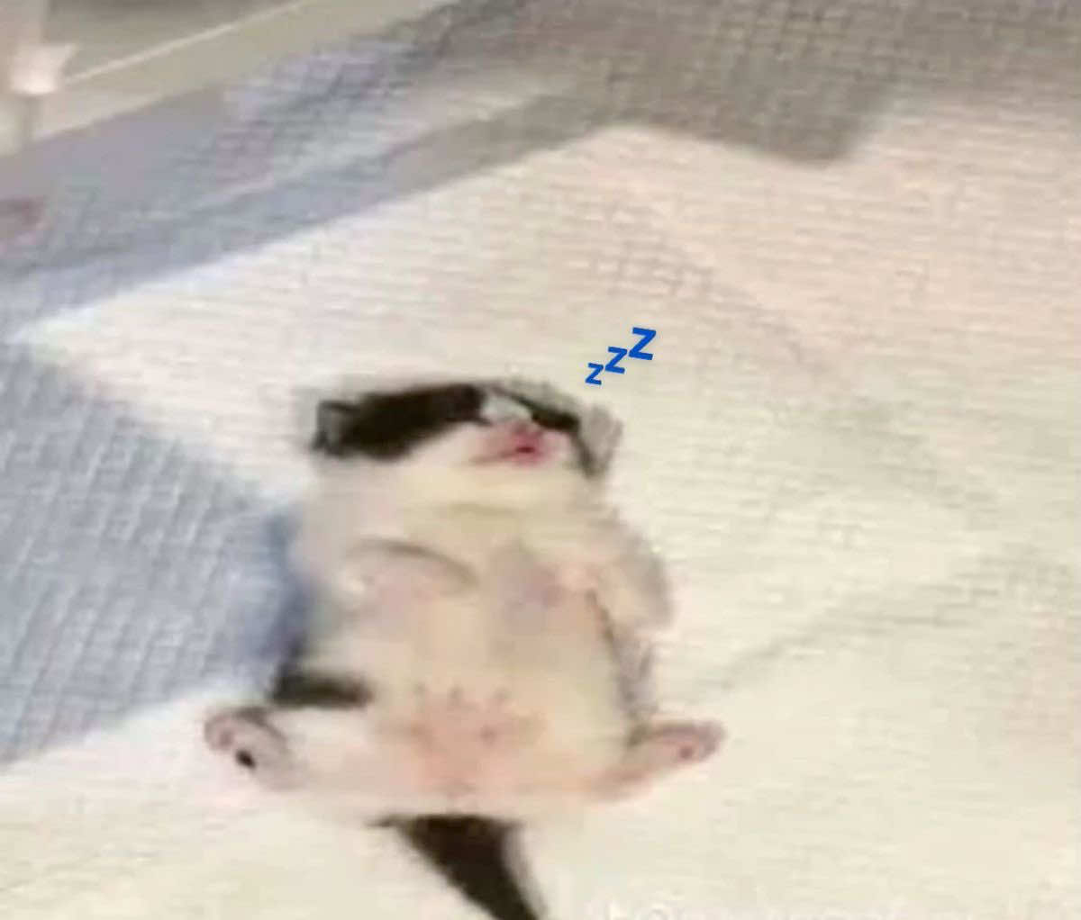 @alison🪽