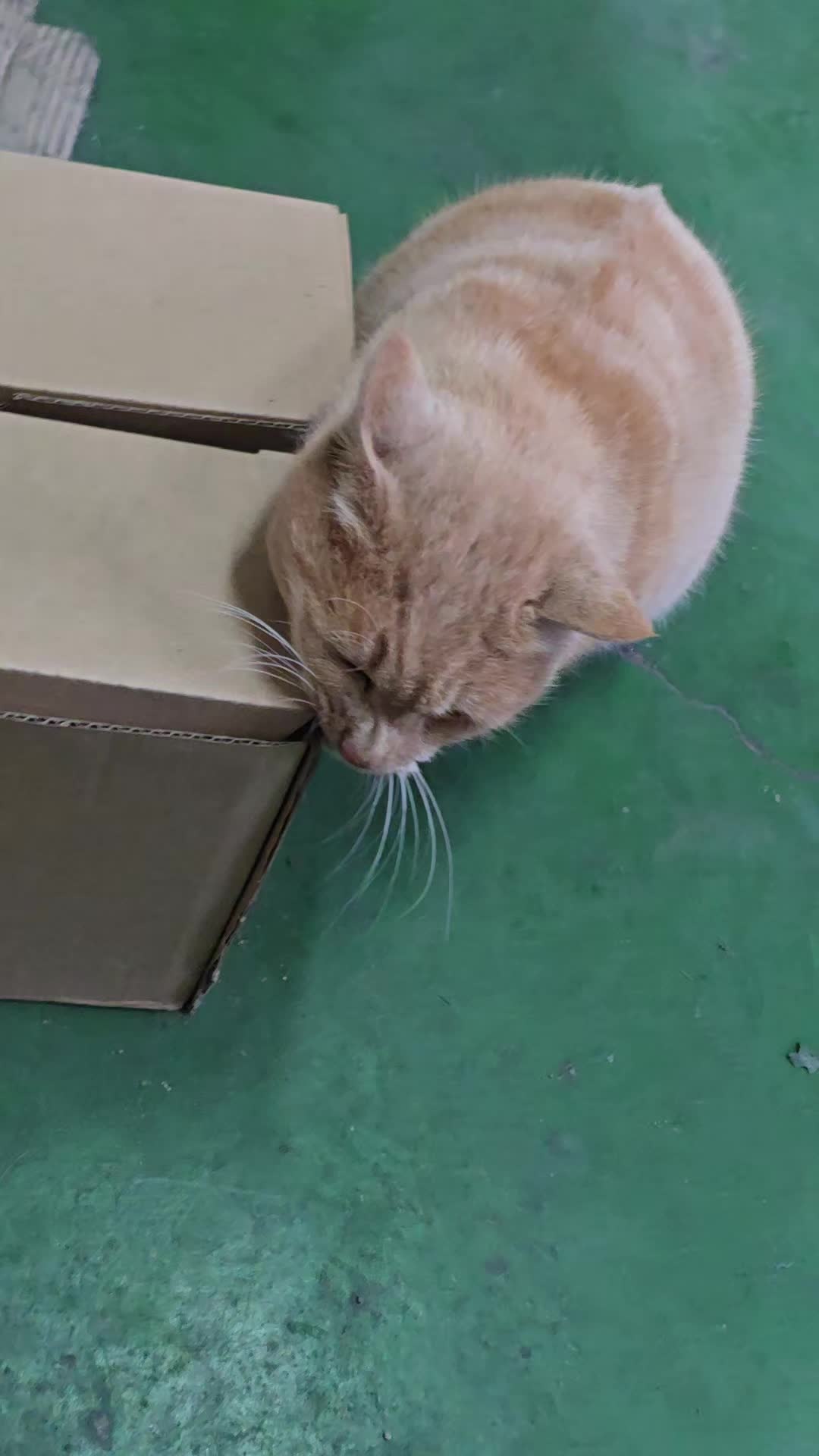 @고양이 형아