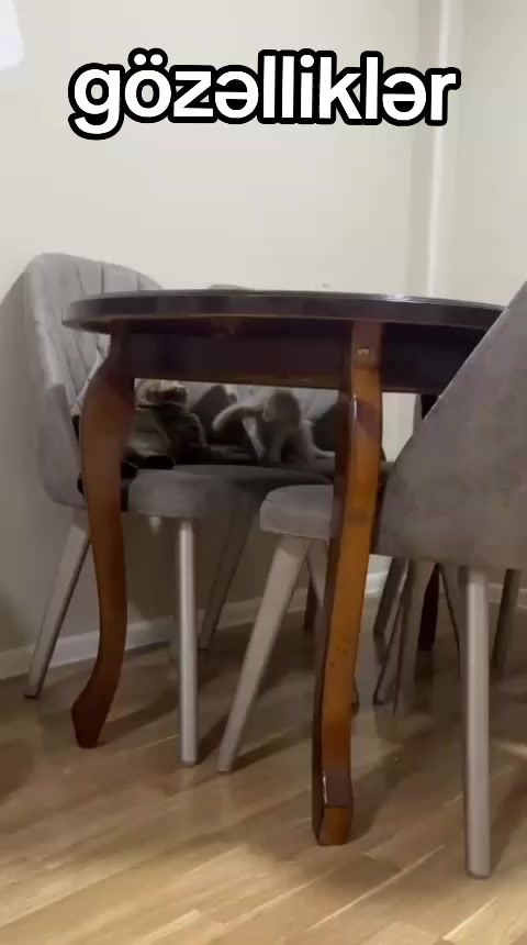 @Eli Ebelfezli