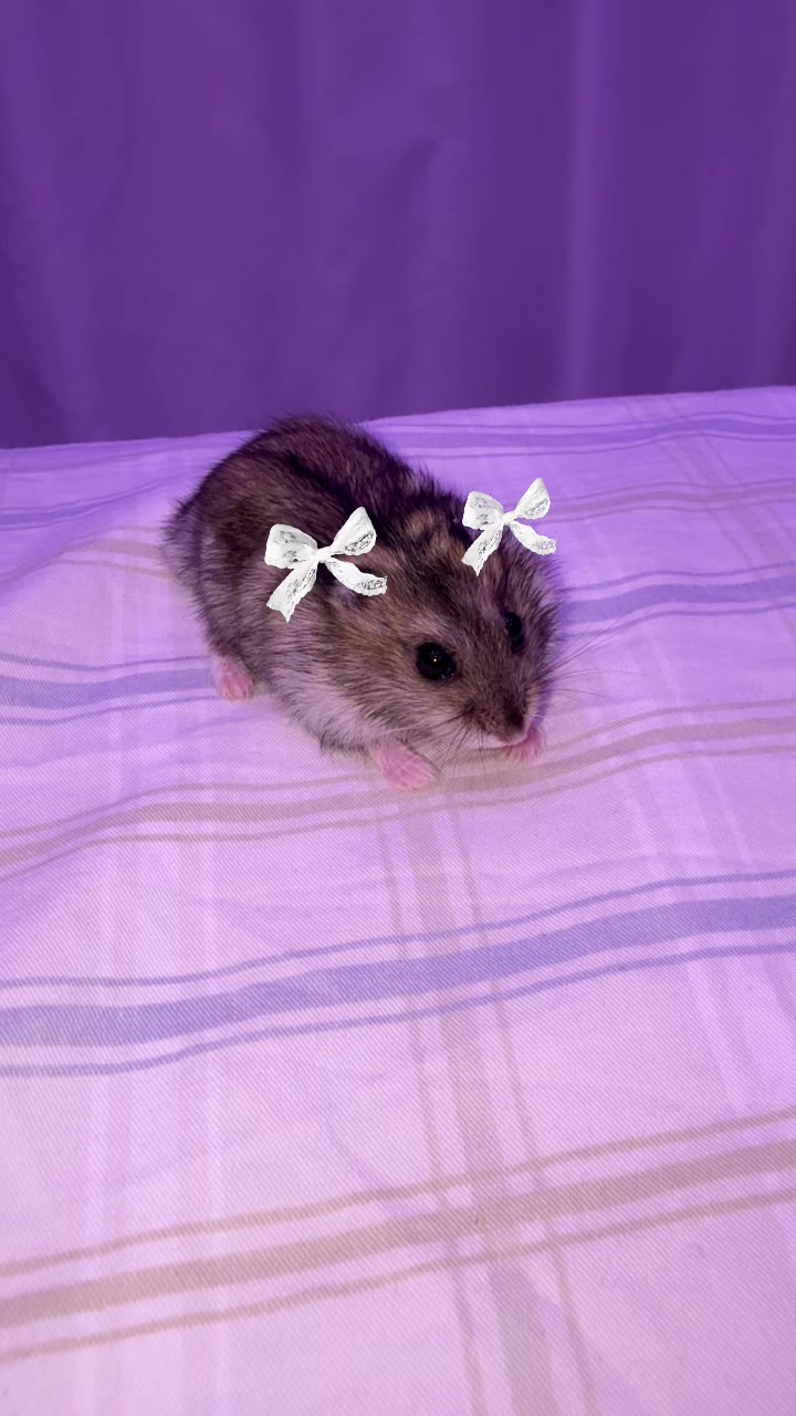 @hamster.cuppulu