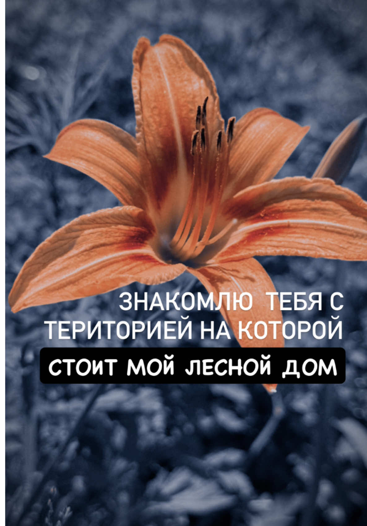 @Вера/лошади/обучение лошадей