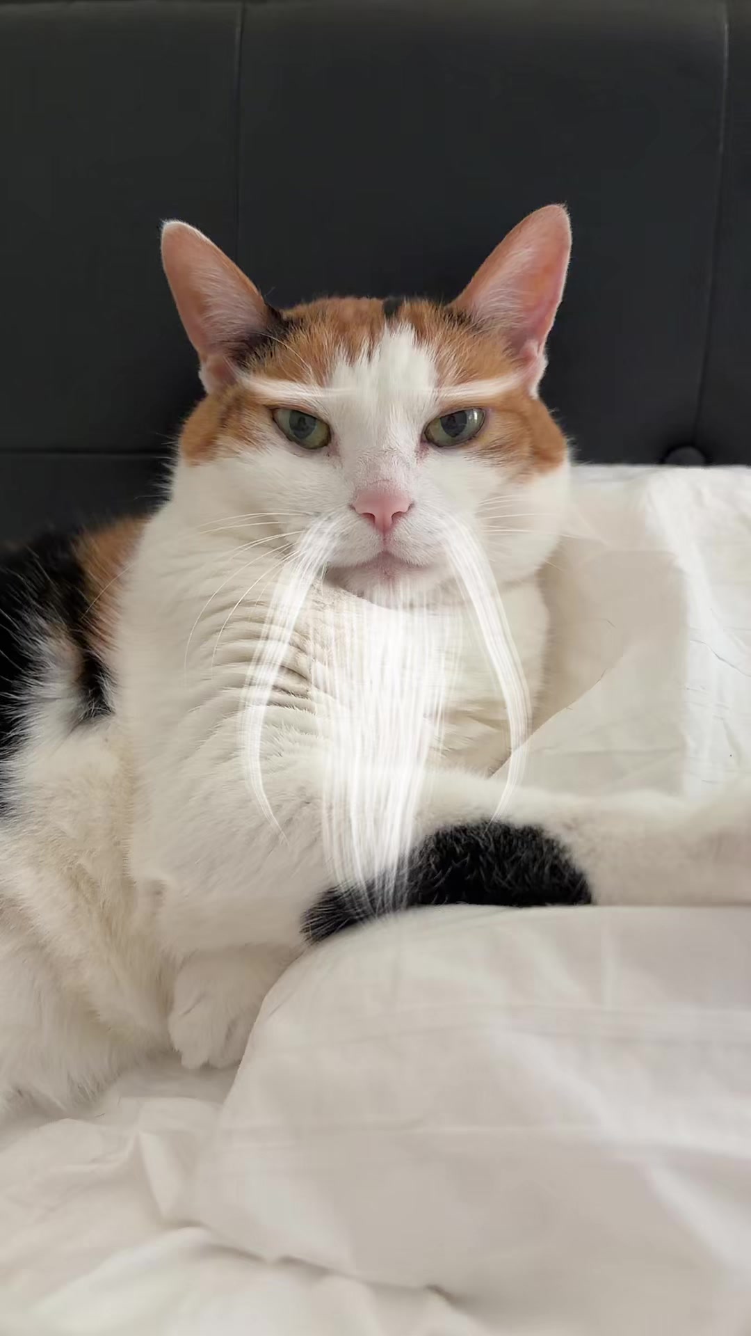 @Miyopet
