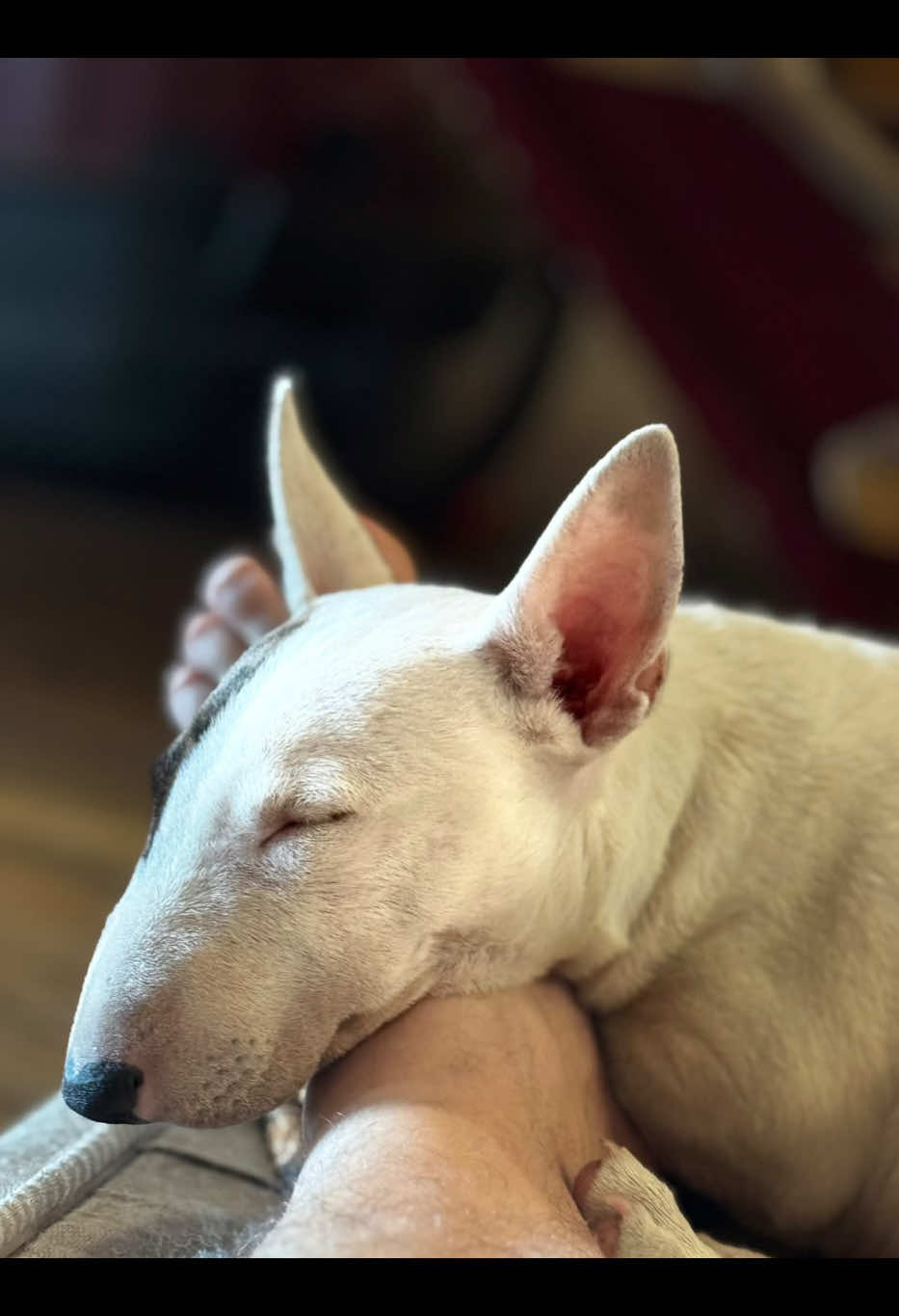 @Terra_Viva_minibullterrier