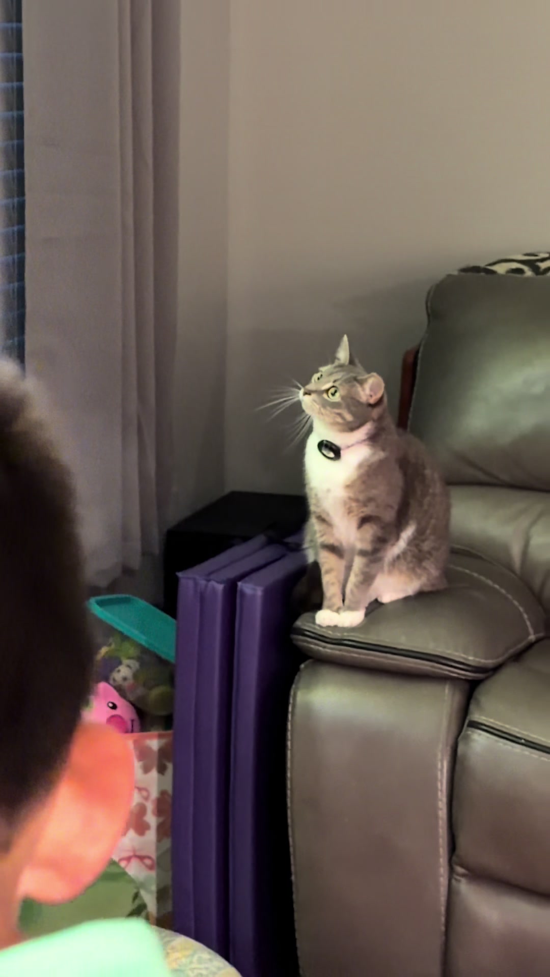 @RoxySnowballCatDrama