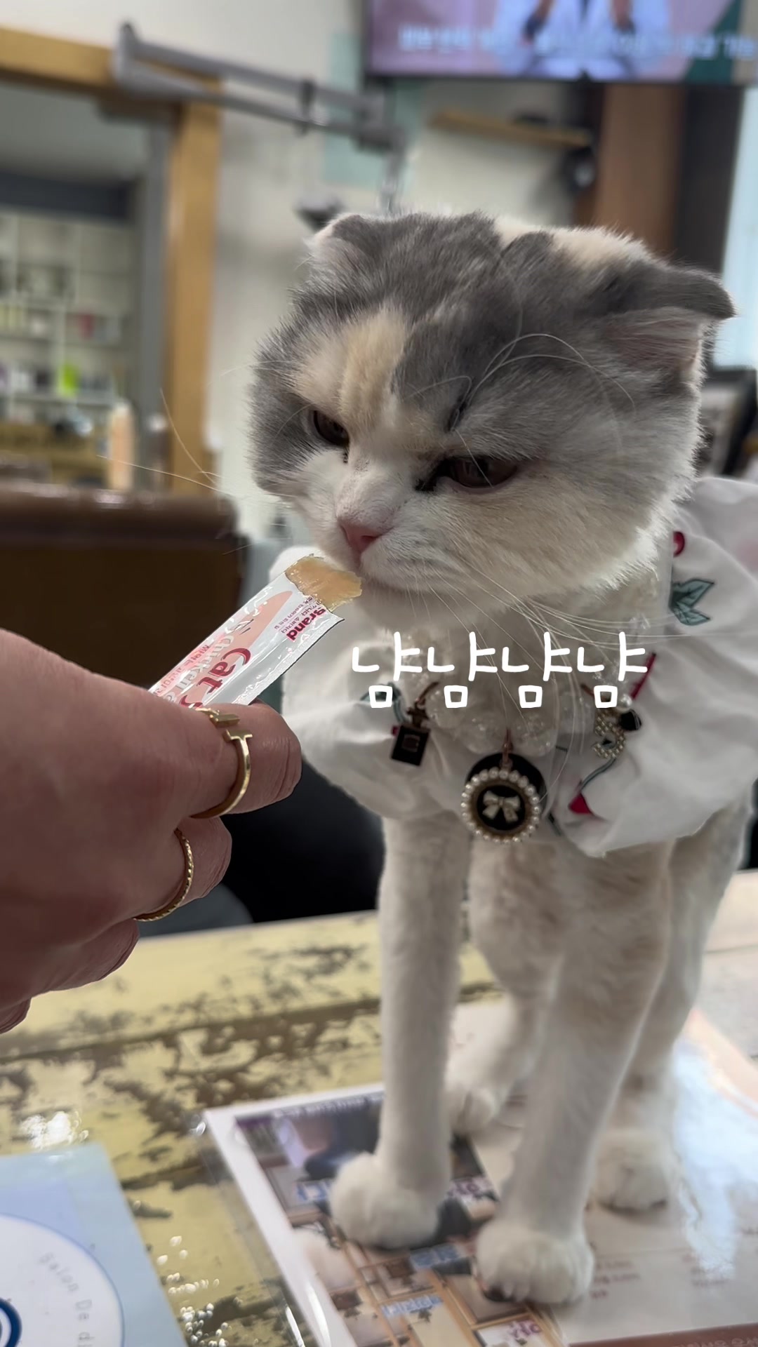 @미용실 고양이 뽀