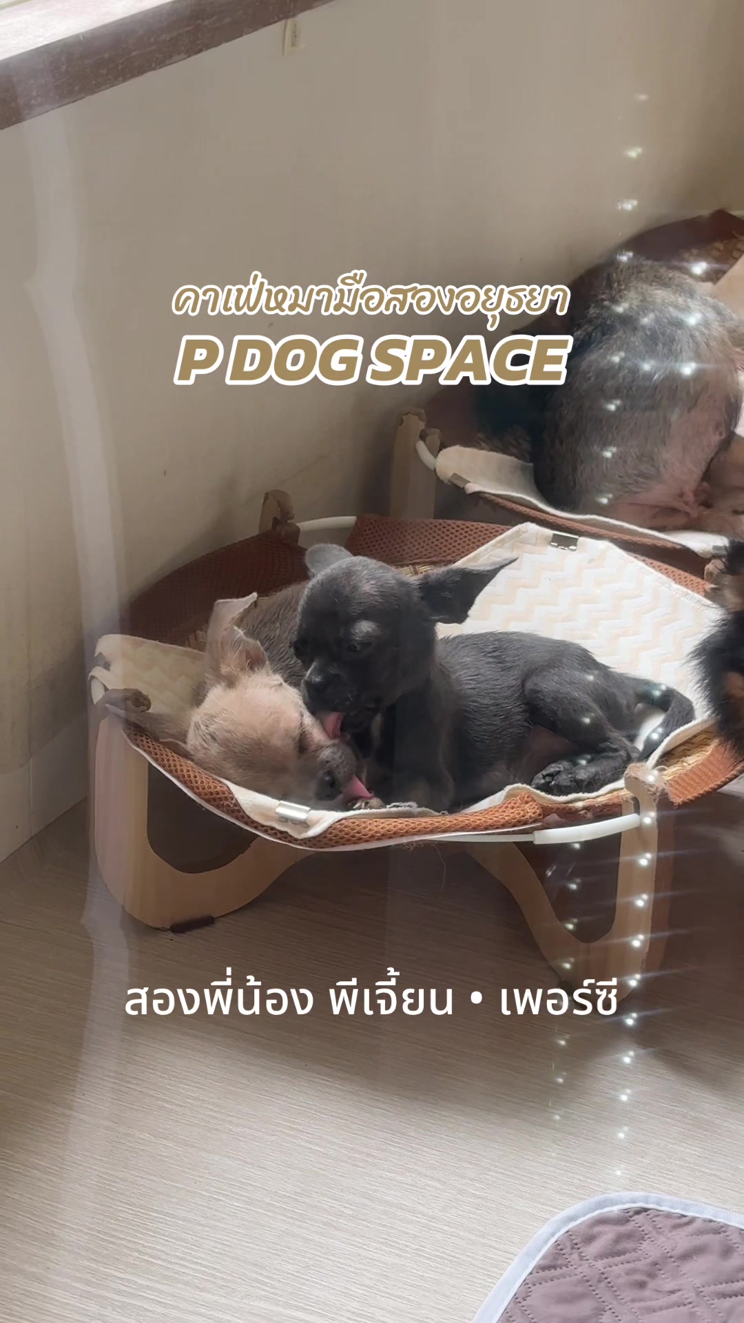 @P Dog Space คาเฟ่หมามือสอง 🐶
