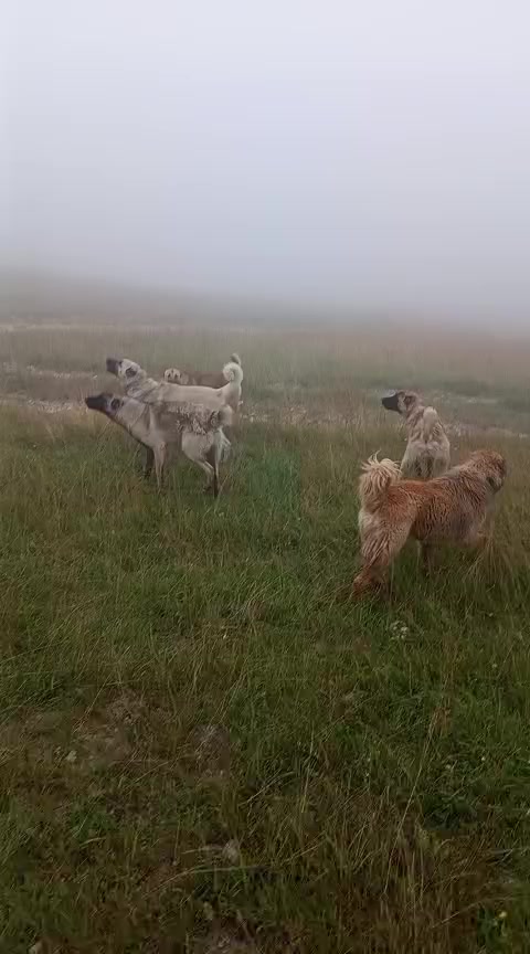 @Füzuli səfərov