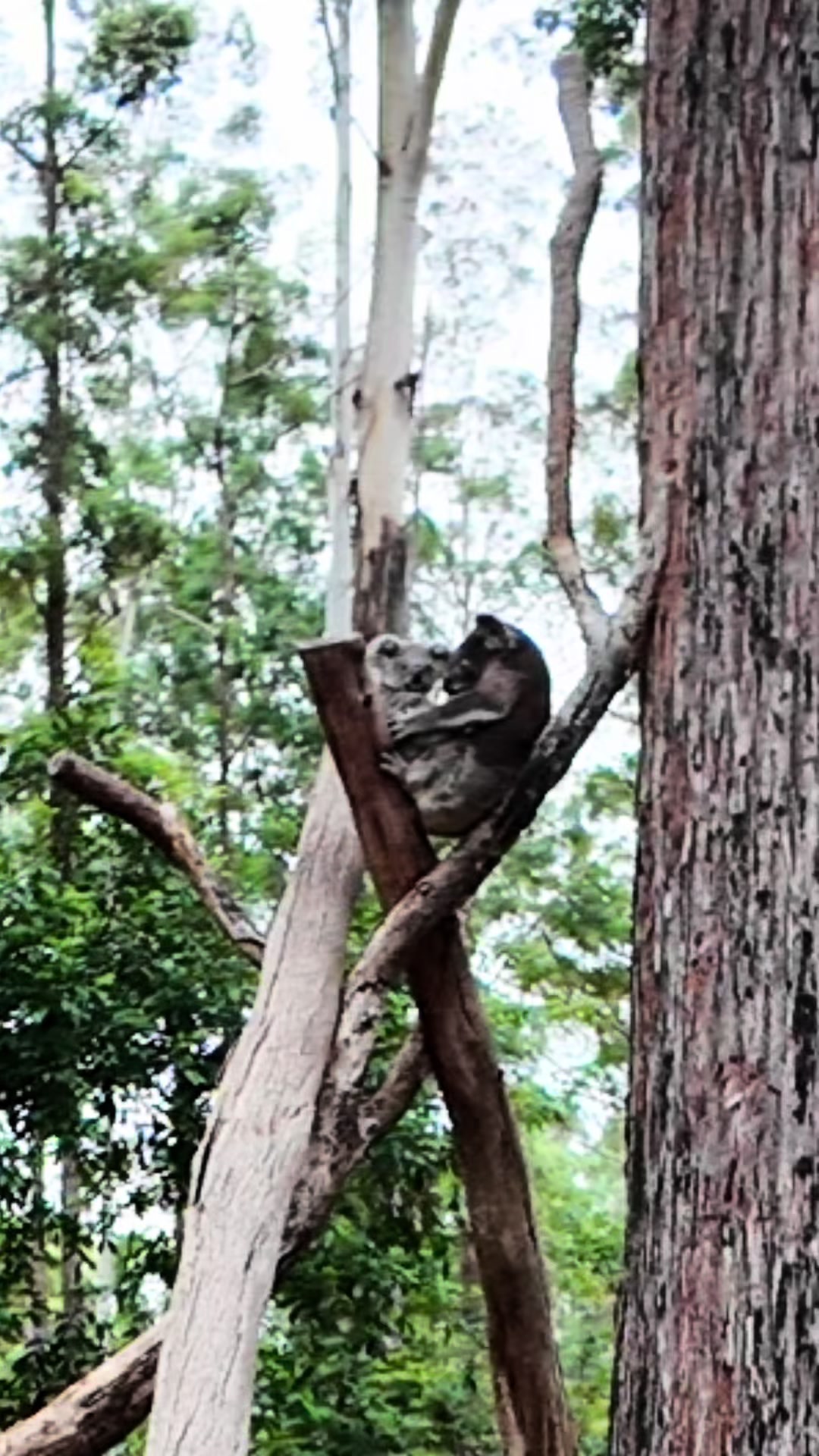 @Koala Conservation Australia