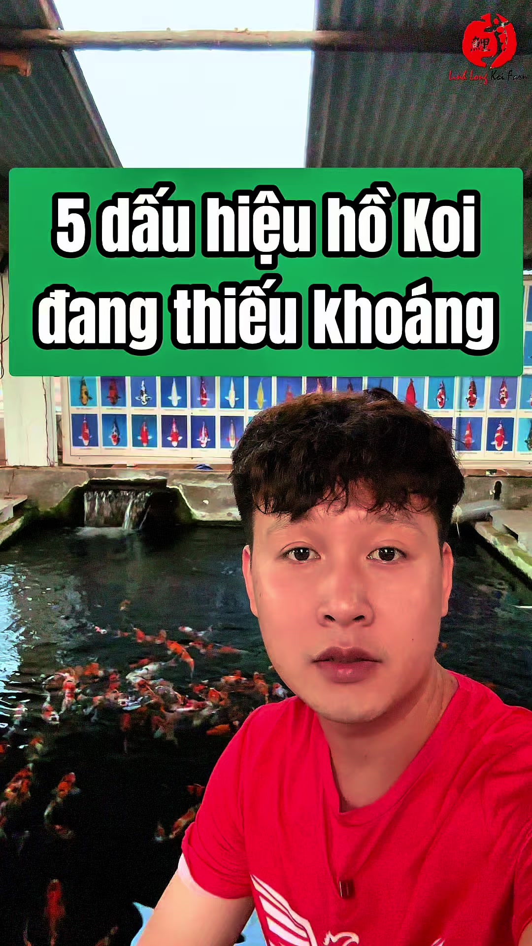 @Linh Long Koi Farm