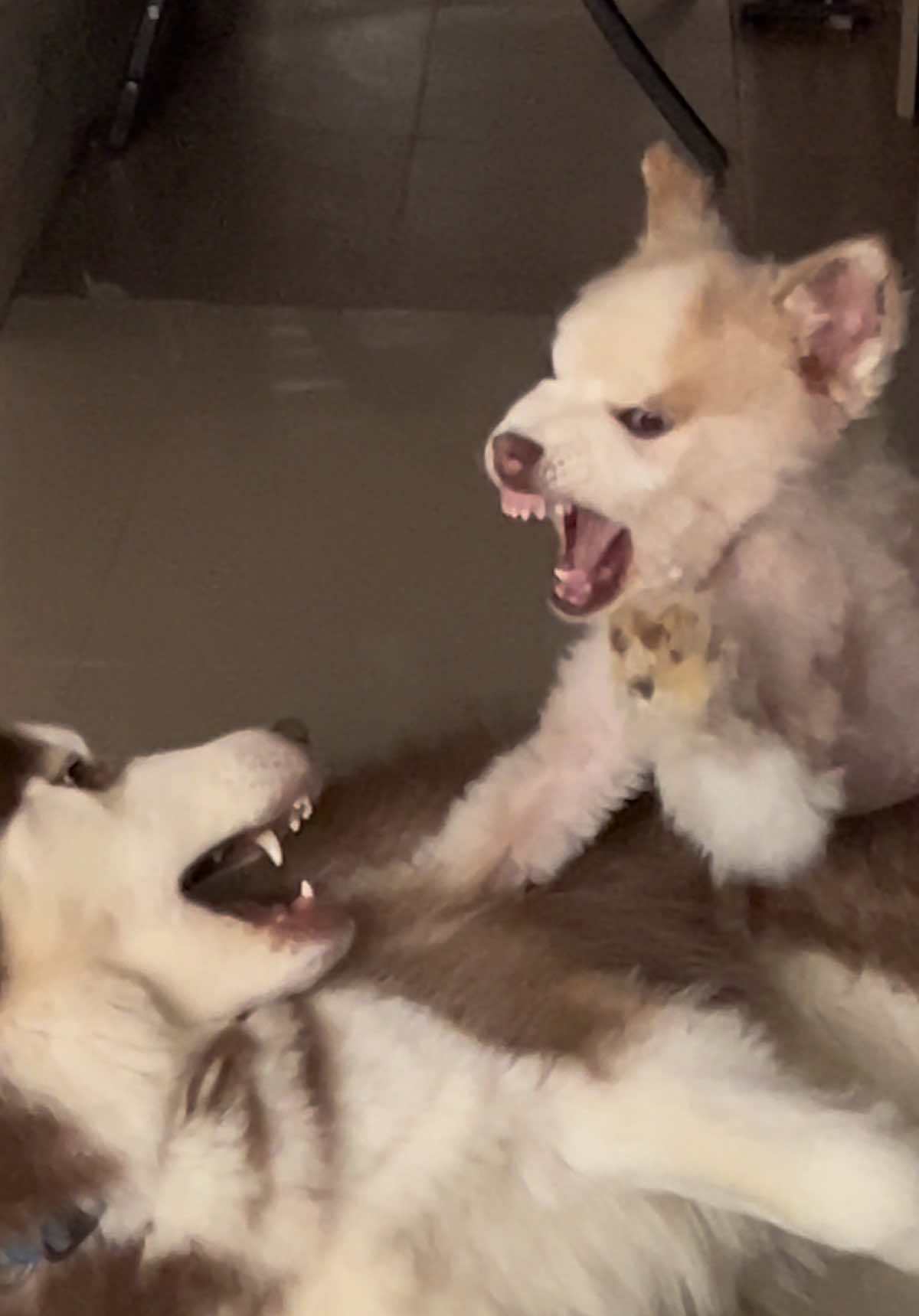 @🐺MiFamiliadehuskies🐾