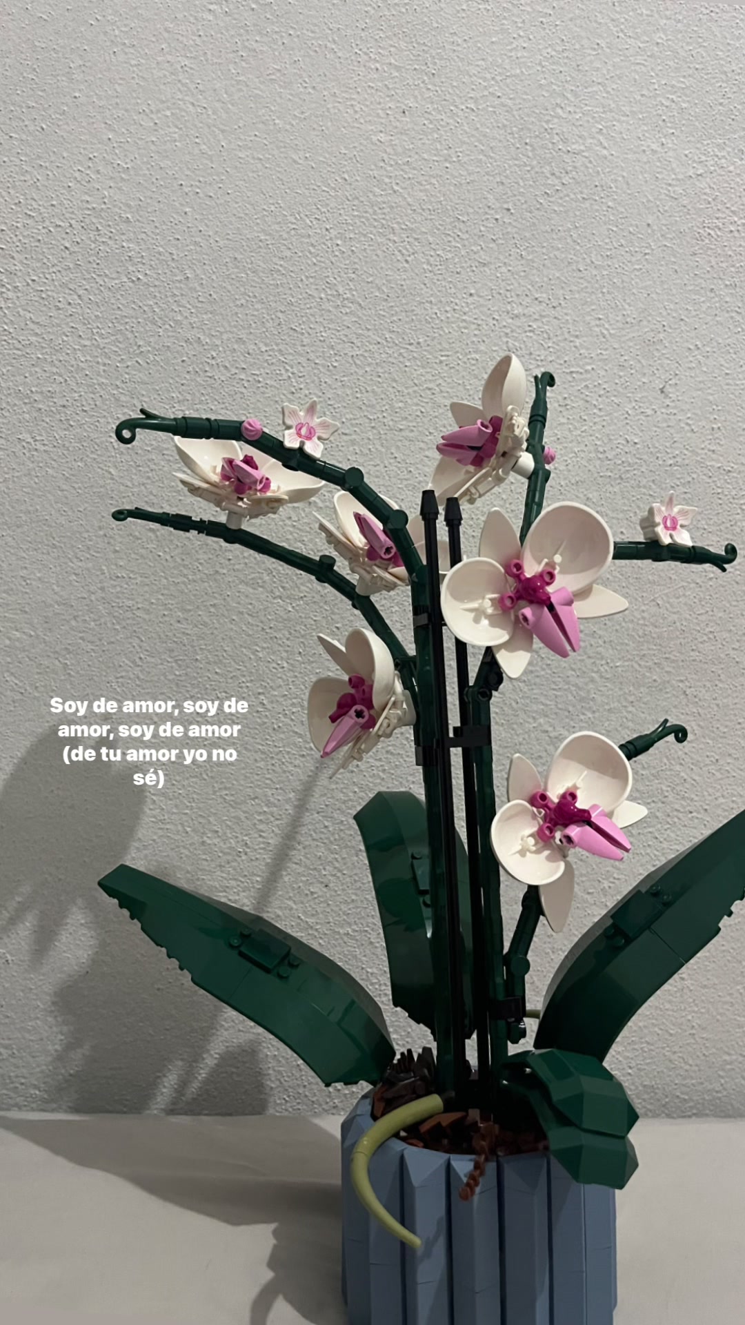 @ᴍᴏᴏɴ
