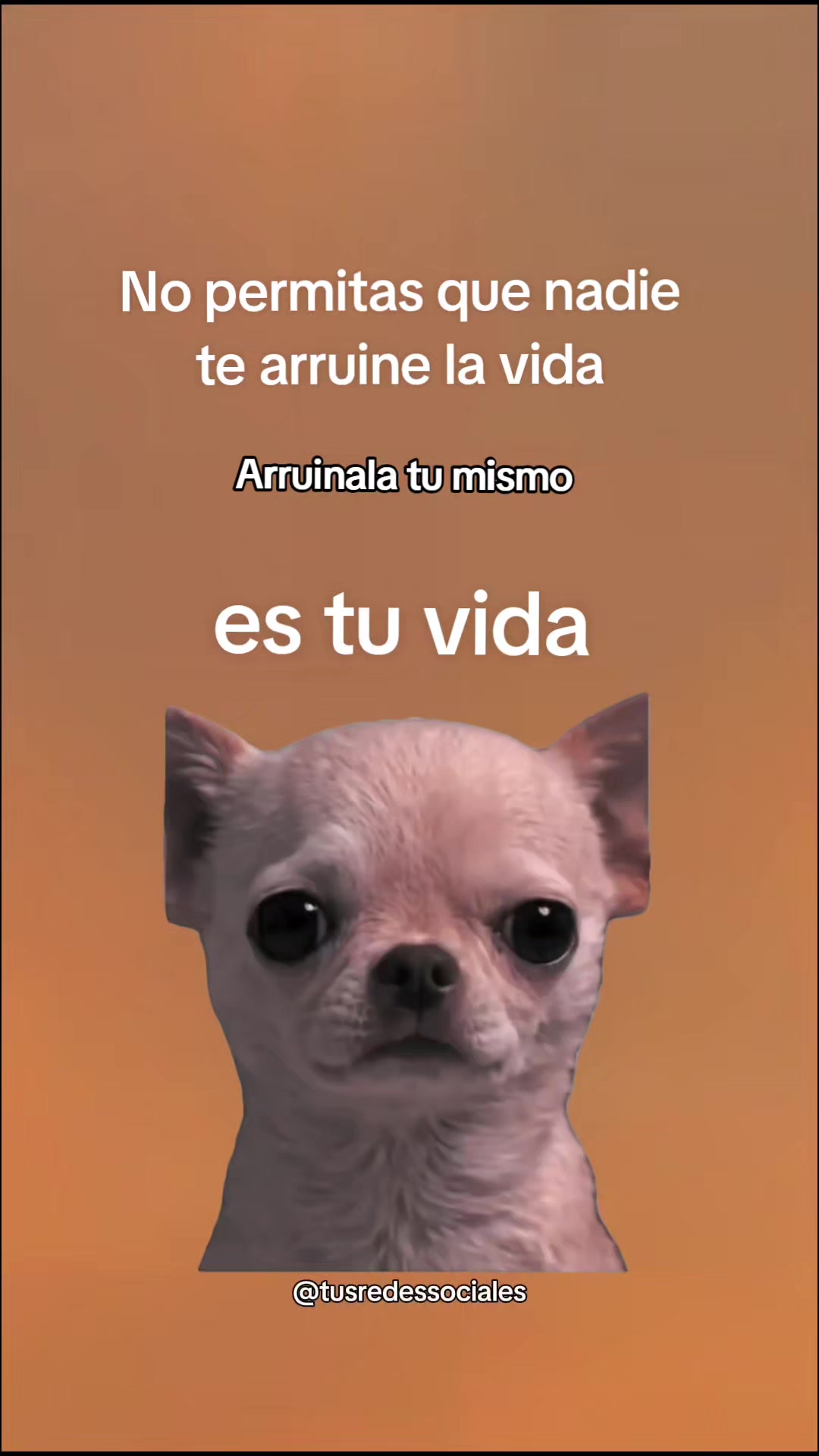 @BorderQueen 👸❤️🩹🐶