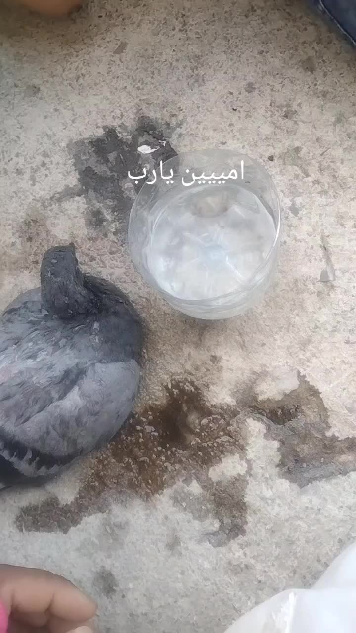 @Zaki Nounou