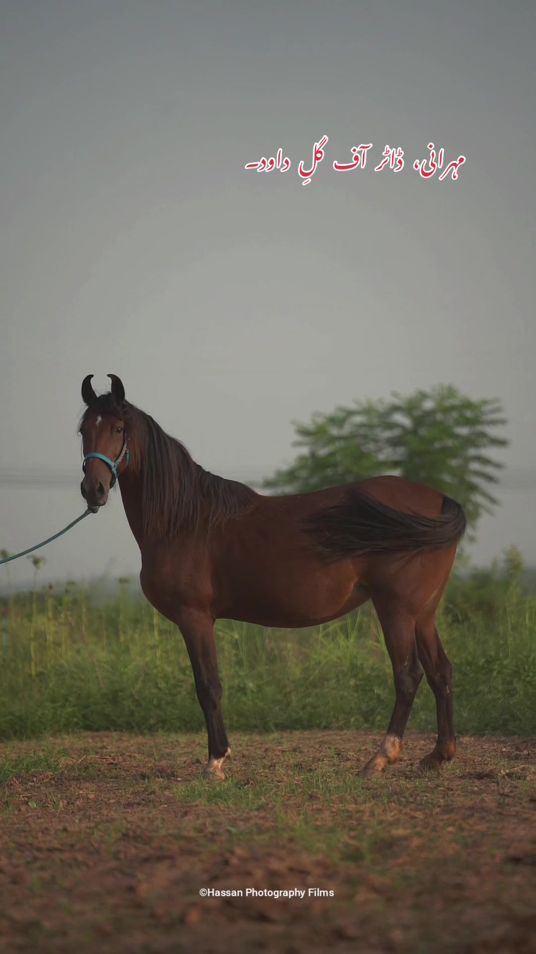@SUNRISE STUD FARMS RAWALPINDI