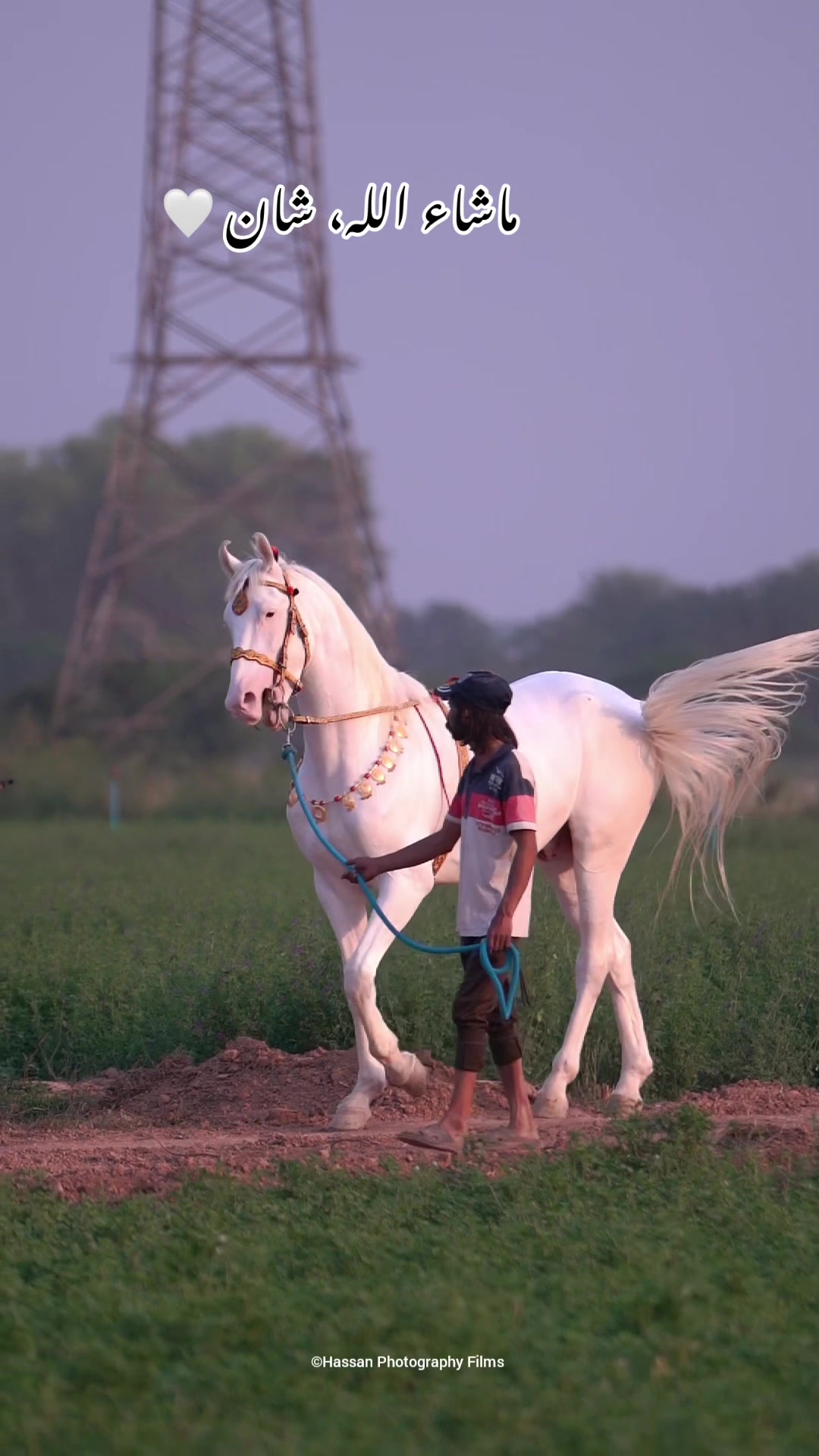 @☀️SUNRISE 🐎FARMS Rawalpindi