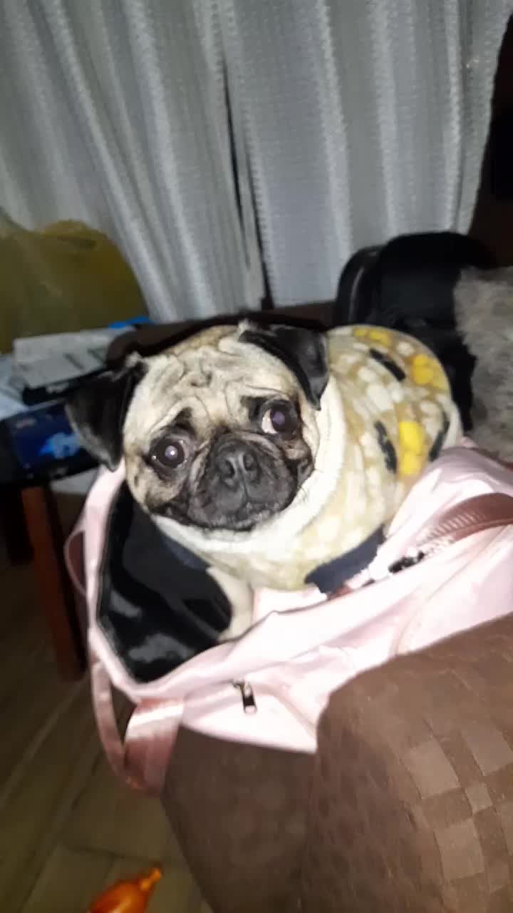 @pug.lovers53