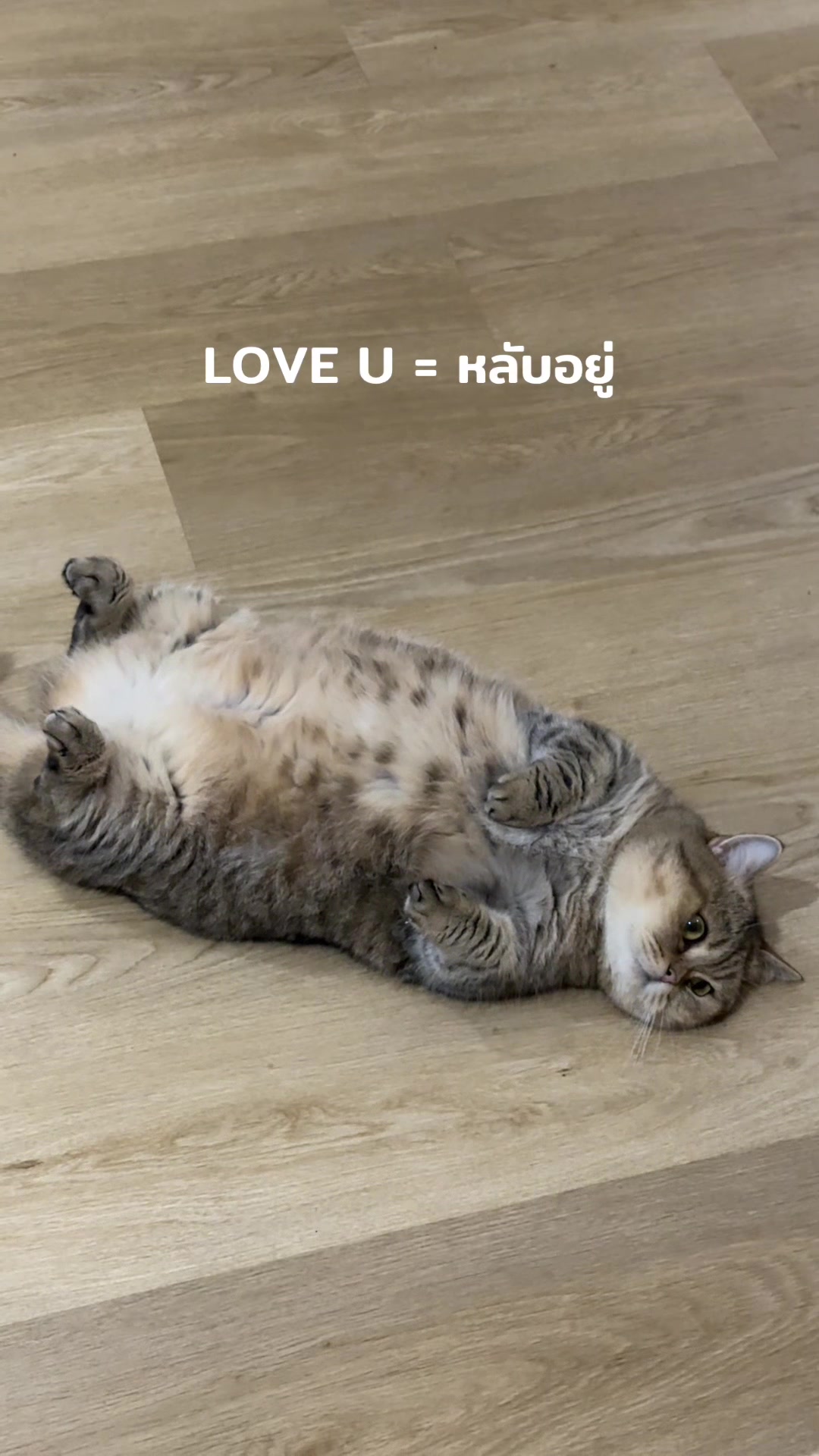 @แมวถังแก๊สชอบกลิ้ง
