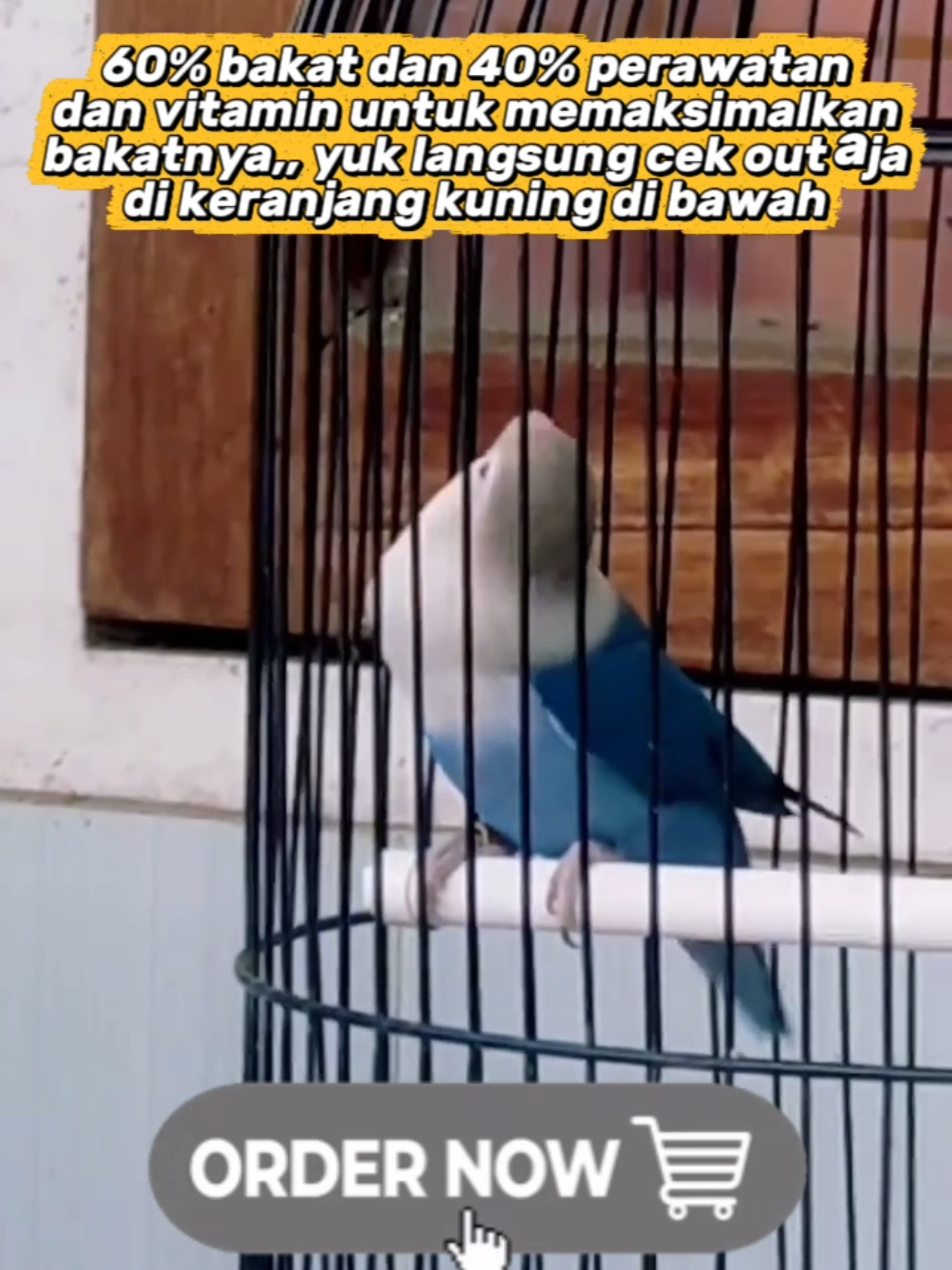 @boy kicau
