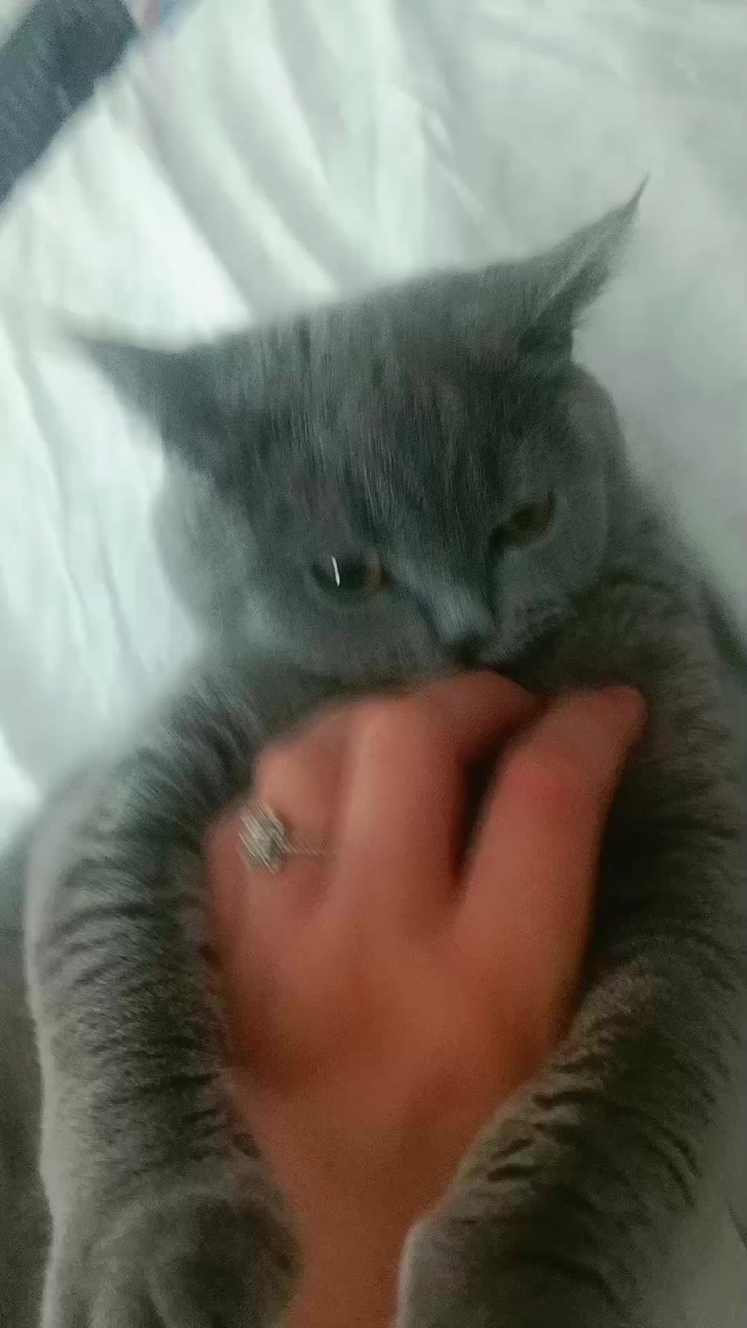 @MiyaAa 🐾