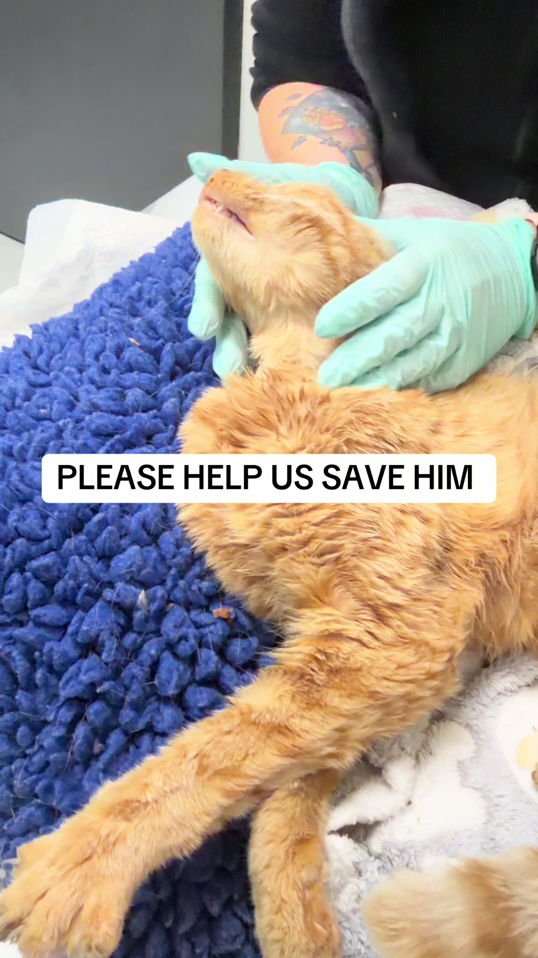 @safepawsau