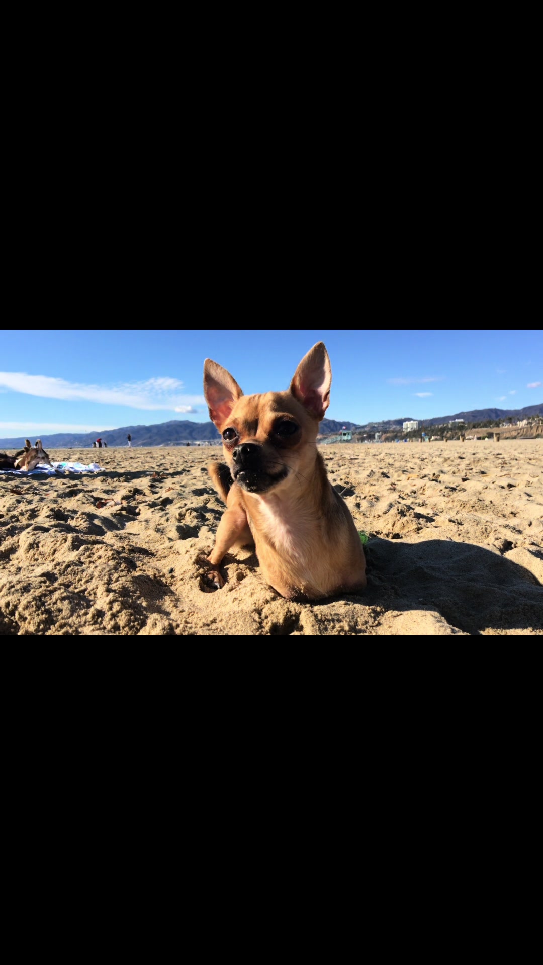 @TurboRoo the 2Legged Chihuahua