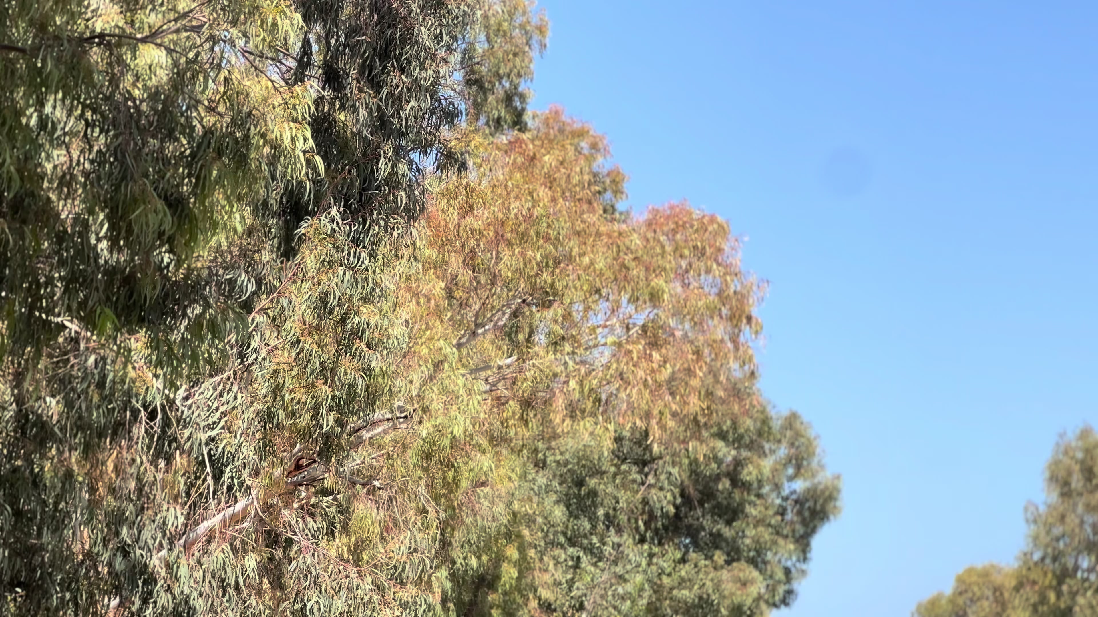 @عبدالمهيمن .