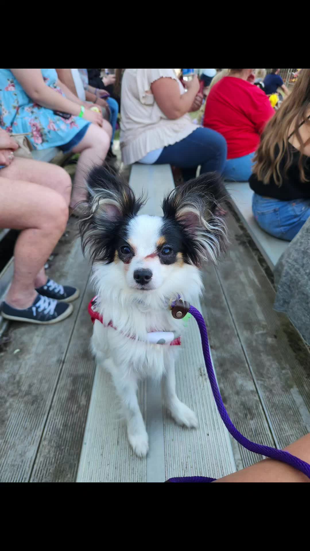 @🐾That Papillon Lady🐾