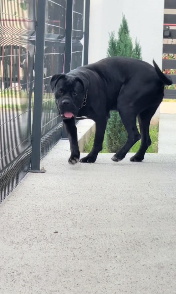 @CANE CORSO CLUB