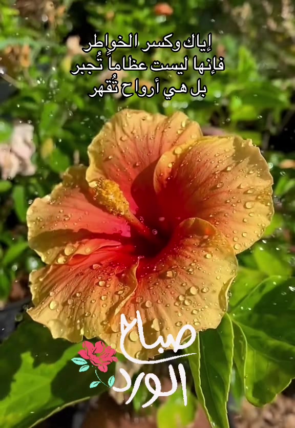 @Ali Al-Sarkhi