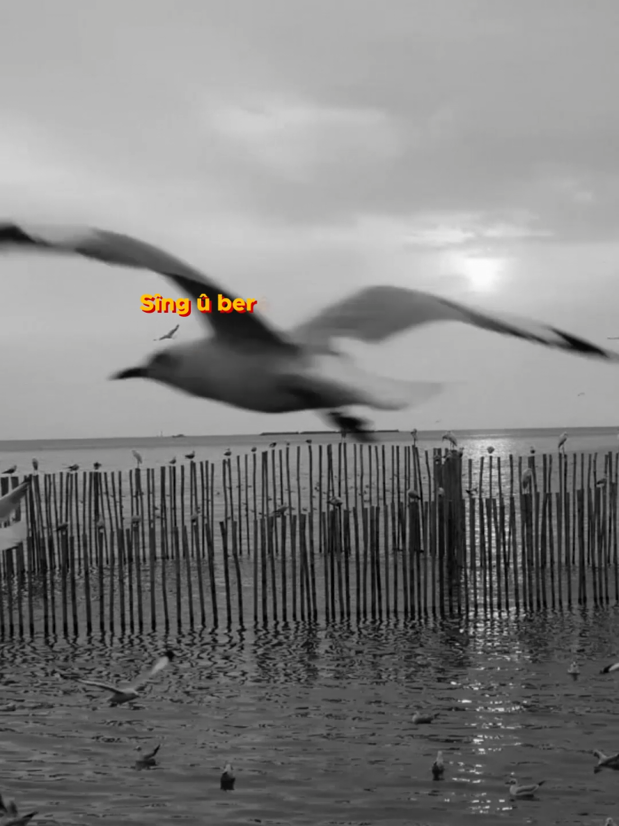 @Mehmet Atlı
