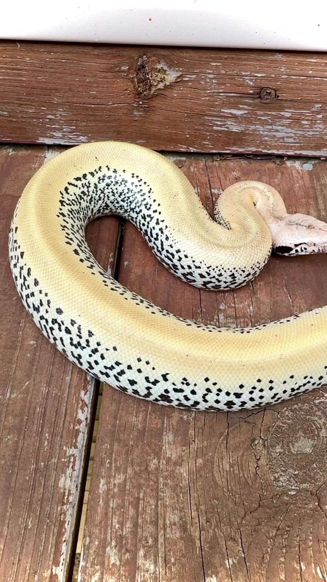 @Short-Tailed Pythons, LLC