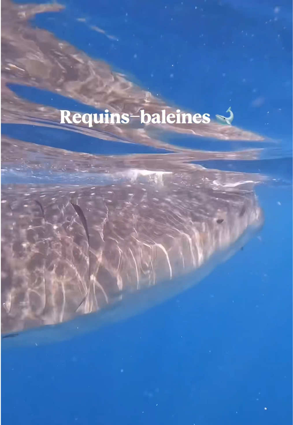 @xamanexperience