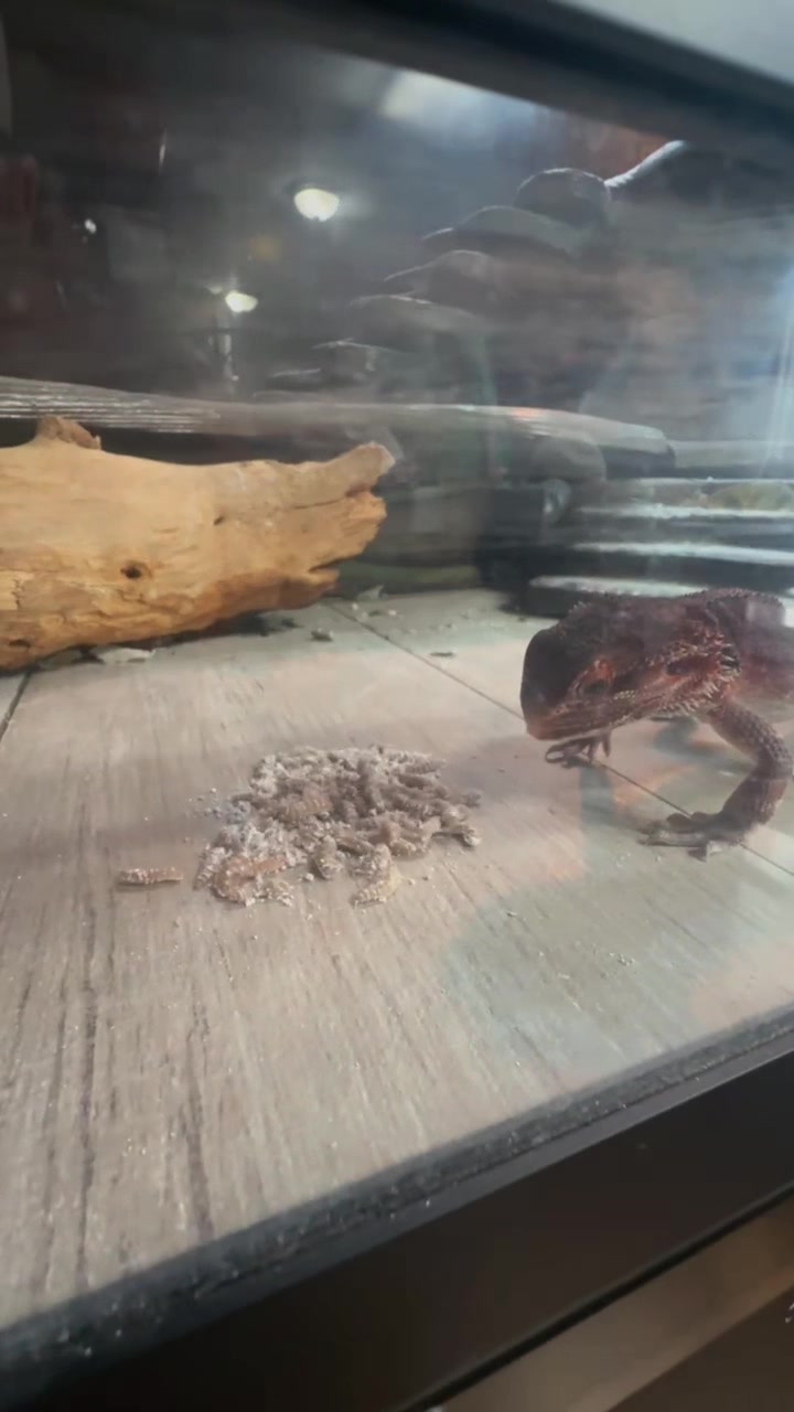 @KsK-Exotics